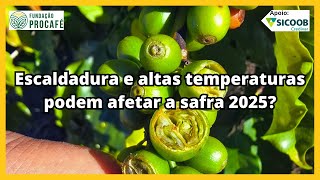 Podcast #164 - Escaldadura e altas temperaturas podem afetar a safra 2025?