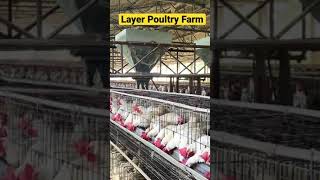 Layer poultry Farm #shorts #poultry #trending #hyderabad