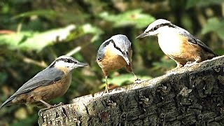 Nuthatch in The Woods - Birds in Slow Motion