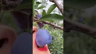 Prune plums ....