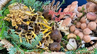 เก็บเห็ดป่าอังกฤษปี 2024 Foraging Wild Mushrooms 2024 #wildmushroomsuk #เก็บเห็ดป่าอังกฤษ