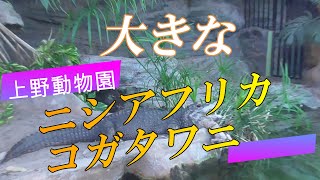 【大きな】ニシアフリカコガタワニ　上野動物園