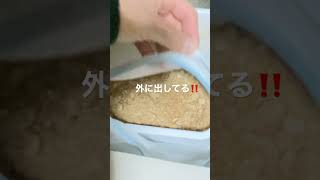 【種親】国産カブトムシ