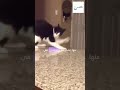 تصرفات غريبة من القطط خد بالك منها 😱🔥catstagram cat vacation cats education dedication