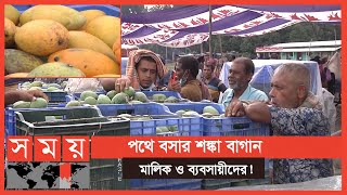 ভরা মৌসুমেও অব্যাহত আমের দরপতন! | Rajshahi Mango | Business News | Somoy TV