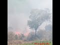 காடுகள் தீப்பற்றி எரிகிறது. forest in fire .கூடலூர் இரும்புபாலம் கரலிக்கண்டி என்னும் இடத்தில் fire