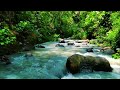 calm your mind instantly with these peaceful river and forest sounds