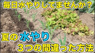 【夏の水やりに注意！】家庭菜園で間違った水やりをしてませんか？おすすめの方法や対策を紹介！（トマト、ナス、きゅうり）