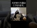 犬を自分の親だと思ってる子猫がこちらです shorts