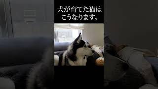 犬を自分の親だと思ってる子猫がこちらです#shorts