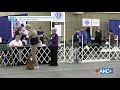 akc national obedience championship akc.tv ring 1 and ring 8 march 17 2019