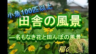 田舎の風景①―名もなき花－【countryside】