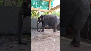 #mahalakshmi #kateelutemple #kateel #elephant