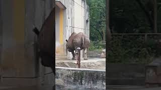 番外編‼️とべ動物園！美尻な(*´∀｀*)#動物園#サイ