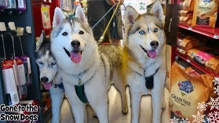 DOGS GO SHOPPING at PETCO