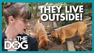 Dogs Left in the Garden All Day Don’t Know Their Own Names! | It's Me or the Dog