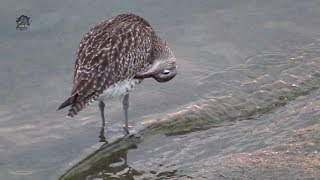 COURLIS Corlieu/Au Port/Numenius phaeopus ! BRUITX