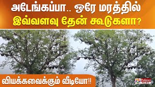 அடேங்கப்பா.. ஒரே மரத்தில் இவ்வளவு தேன் கூடுகளா ?வியக்கவைக்கும் வீடியோ!!