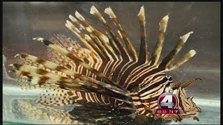 FWC announces new measures to combat lionfish