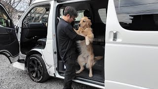 Almost 1 year old! The physique is closer to that of an adult dog. [Golden Retriever Japan]