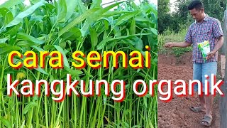 Cara Menabur Bibit Sayur Kangkung