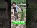 庭に生えていた草がデカすぎて草　 草