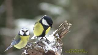 TALGOXE  Great Tit  (Parus major)  Klipp - 1963