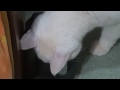 あきらめないニャ！ 頑張る白猫ユキ white cat yuki does not give it up