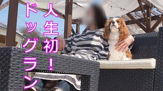 初めてのドッグランに挑戦したキャバリア子犬【The first dog run of a cavalier puppy (Part 1)】