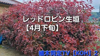 レッドロビンの生垣【紅カナメモチ　アカメ】透かし【造園　植木屋　庭師　庭木　樹木　職人　刈込み剪定　トリマー】