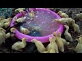 funny ducks compilation try not to laugh