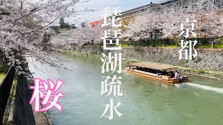 2023年3月27日 【桜満開🌸の京都を歩く】 十石舟と琵琶湖疏水の桜🌸 【4K】Walk in Kyoto,Japan