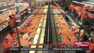 Morocco's Berkane famed for plentiful supply of clementines