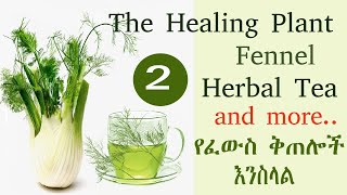 Fennel Tea and Salad  የእንስላል ሻይ መጠጥና ስላጣ Part 2