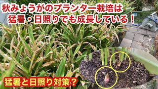 秋みょうがのプランター栽培！猛暑と日照り対策！葉が枯れても蕾は確実に成長している！