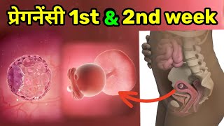 pregnancy 1st & 2nd week symptoms in hindi ,pregnancy 1st month,1 trimester, pregnancy week by week