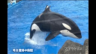 『シャチ』ステラとリン　公開トレーニング　@名古屋港水族館