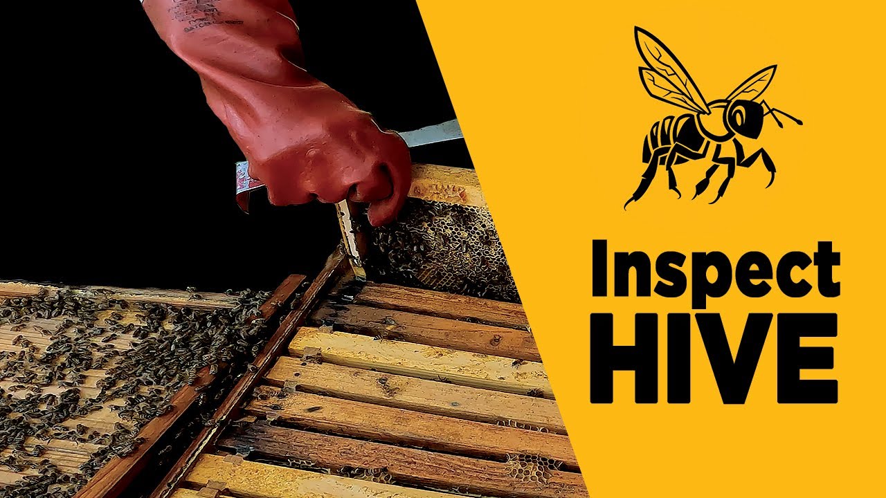 How To Inspect A Bee Hive Example Youtube