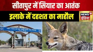 UP News : बहराइच के बाद सीतापुर में सियार का आतंक | Sitapur News | Bahraich Wolf Terror