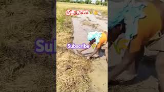 இந்த தன்னம்பிக்கை இருந்தால் எப்பொழுதும் வெற்றிதான் 🌾👌 #shortsfeed #agriculture #youtube #shorts