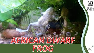 Discovering AFRICAN DWARF FROGS in 2 Minutes | (Hymenochirus boettgeri)