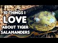 10 Things I Love About Tiger Salamanders