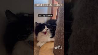 손 안타는 고양이 쓰다듬기 도전