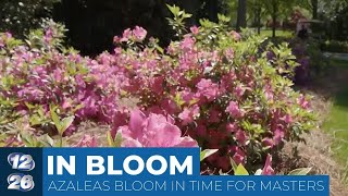 Azaleas in full bloom just in time for the Masters