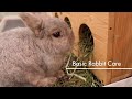 Basic Pet Care: Rabbits