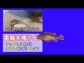 海水魚水槽カサゴ飼育２日目！海水が白く濁る原因を探ってみた