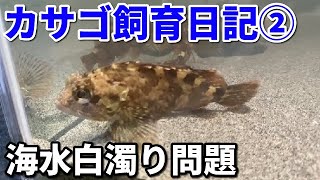 海水魚水槽カサゴ飼育２日目！海水が白く濁る原因を探ってみた