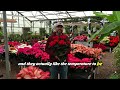 poinsettia care