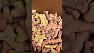 Biscuit Beetle Infestation Sloppa #animals #insects #dog #food