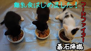 離乳食はじめました。フードファイター碁石降臨! #仔猫 #野良猫 #保護猫 #子猫 #長崎猫の会 #vlog #喋る猫 #長崎ねこの会 #里親募集中 #こはる日和 #成長記録 #catvideo